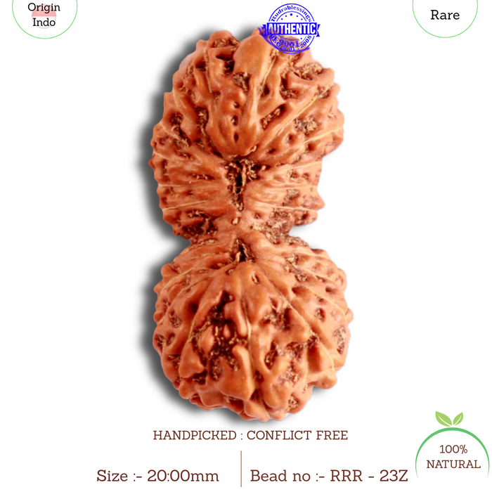 23 Mukhi Rudraksha from Indonesia Bead No. Z