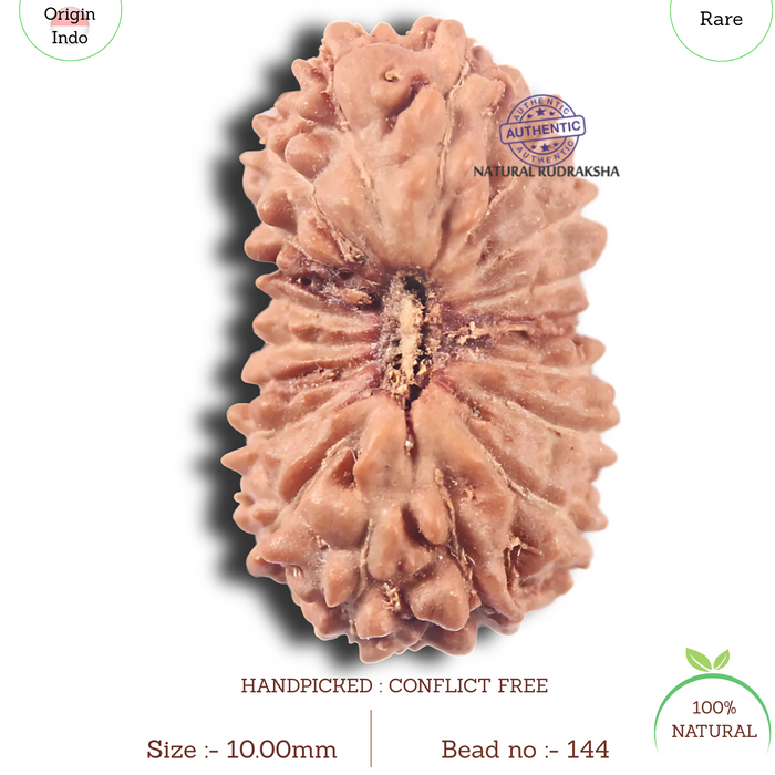 19 Mukhi Indonesian Rudraksha - Bead 144