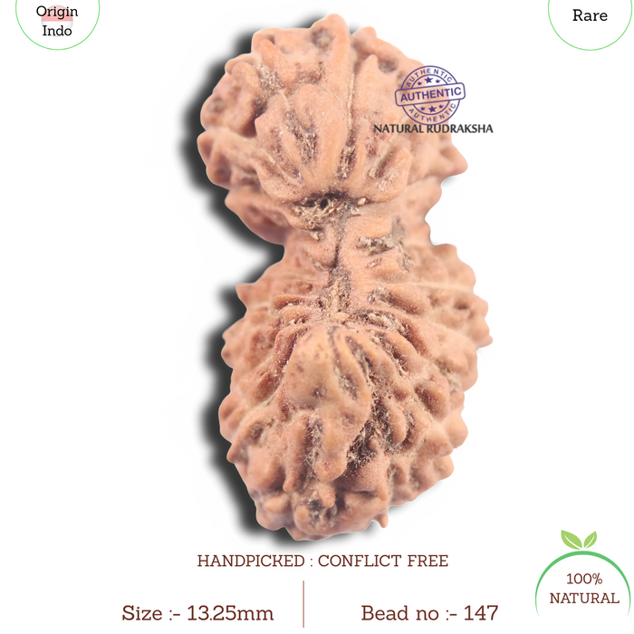 19 Mukhi Indonesian Gaurishankar Rudraksha - Bead 147