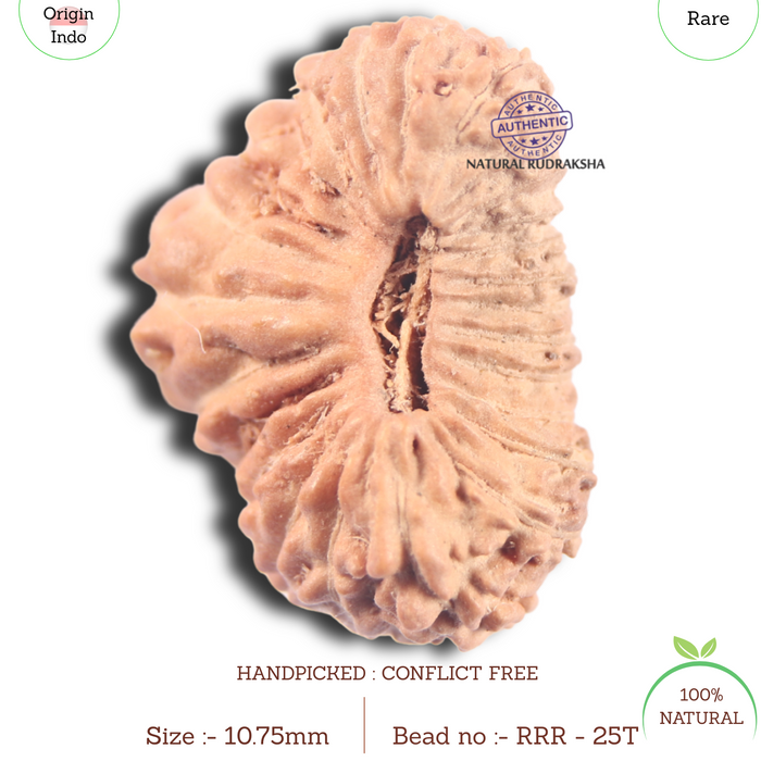 25 Mukhi Rudraksha from Indonesia