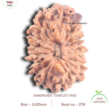 Load image into Gallery viewer, 17 Mukhi Rudraksha from Indonesia - Bead No. 278
