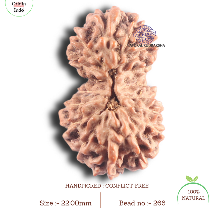 17 Mukhi Gaurishankar Rudraksha from Indonesia - Bead No. 266