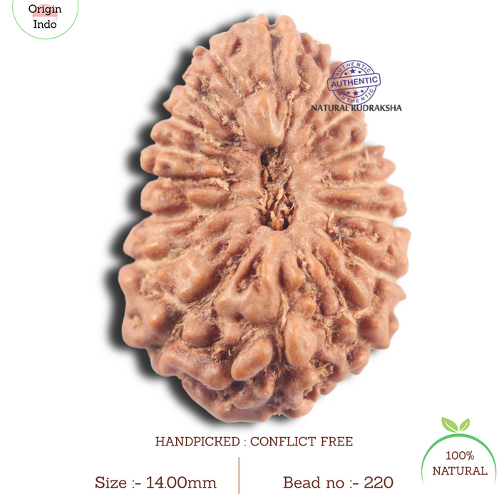 17 Mukhi Rudraksha from Indonesia - Bead No. 220