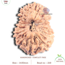 Load image into Gallery viewer, 17 Mukhi Rudraksha from Indonesia - Bead No. 219
