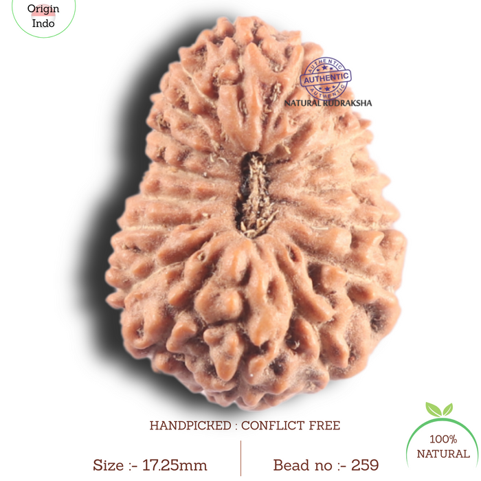 17 Mukhi Rudraksha from Indonesia - Bead No. 259