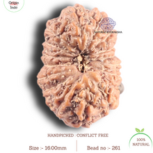 Load image into Gallery viewer, 17 Mukhi Rudraksha from Indonesia - Bead No. 261
