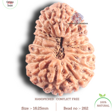 Load image into Gallery viewer, 17 Mukhi Rudraksha from Indonesia - Bead No. 262
