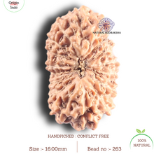 Load image into Gallery viewer, 17 Mukhi Rudraksha from Indonesia - Bead No. 263
