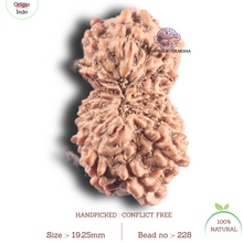 Load image into Gallery viewer, 17 Mukhi Rudraksha from Indonesia - Bead No. 228
