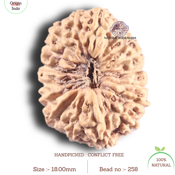17 Mukhi Rudraksha from Indonesia - Bead No. 258