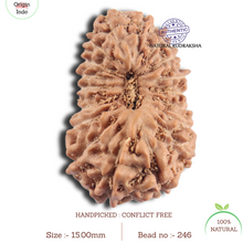 Load image into Gallery viewer, 18 Mukhi Rudraksha from Indonesia - Bead No. 246
