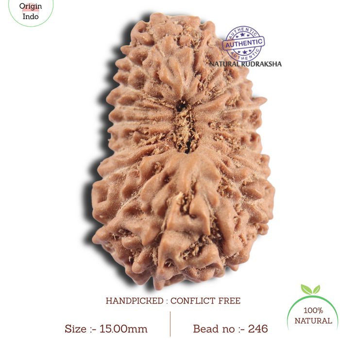 18 Mukhi Rudraksha from Indonesia - Bead No. 246