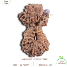 Load image into Gallery viewer, 18 Mukhi Gaurishankar Rudraksha from Indonesia - Bead No. 184
