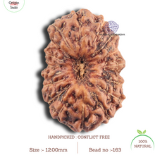 Load image into Gallery viewer, 18 Mukhi Rudraksha from Indonesia - Bead No. 163
