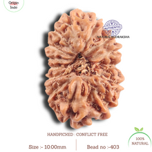 Load image into Gallery viewer, 14 mukhi Indonesian Rudraksha -  Bead No.403
