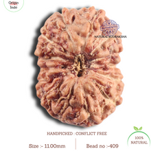Load image into Gallery viewer, 14 mukhi Indonesian Rudraksha -  Bead No.409
