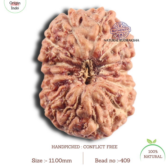 14 mukhi Indonesian Rudraksha -  Bead No.409