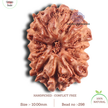 Load image into Gallery viewer, 14 mukhi Indonesian Rudraksha -  Bead No. 298
