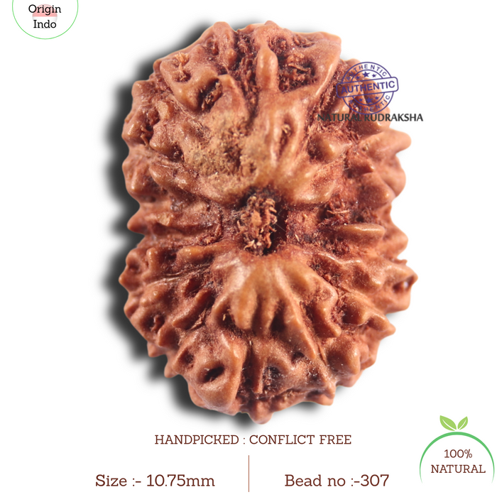 14 mukhi Indonesian Rudraksha -  Bead No. 307