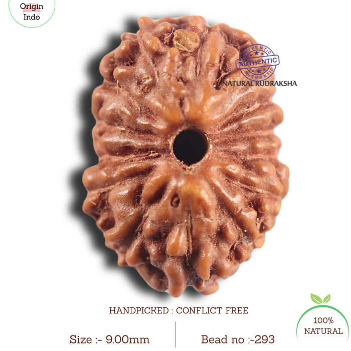 14 mukhi Indonesian Rudraksha -  Bead No. 293