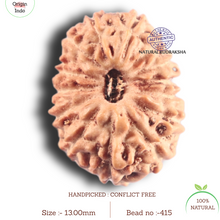 Load image into Gallery viewer, 14 mukhi Indonesian Rudraksha -  Bead No.415

