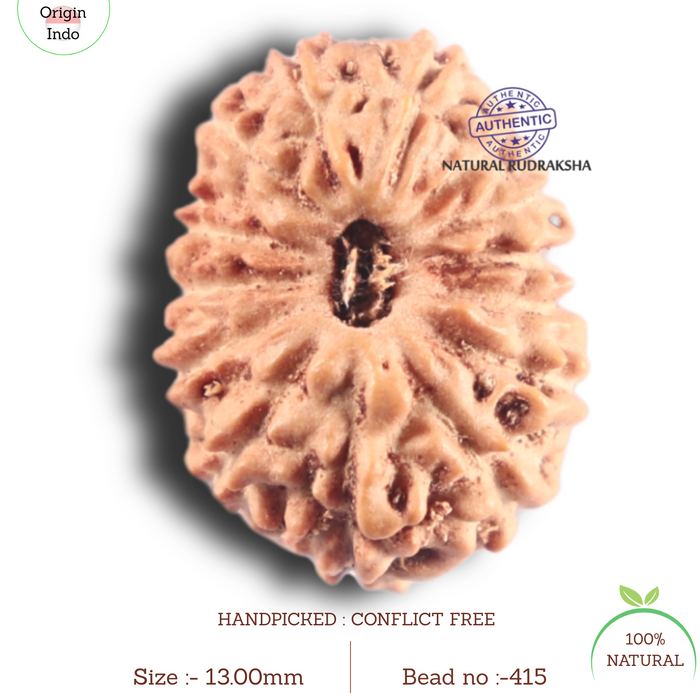 14 mukhi Indonesian Rudraksha -  Bead No.415