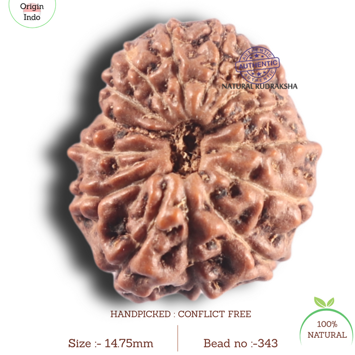 14 mukhi Indonesian Rudraksha -  Bead No. 343