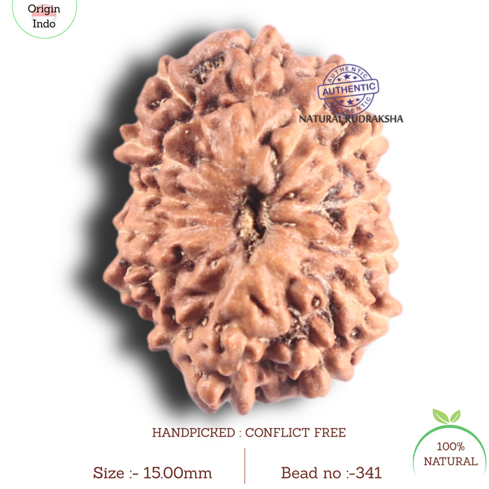 14 mukhi Indonesian Rudraksha -  Bead No. 341