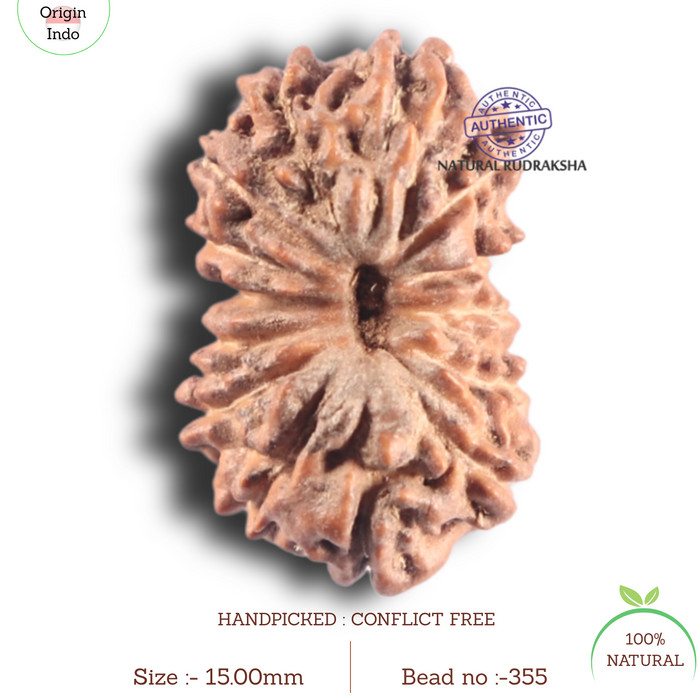 14 mukhi Indonesian Rudraksha -  Bead No. 355