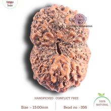 Load image into Gallery viewer, 14 mukhi Indonesian Rudraksha -  Bead No. 356

