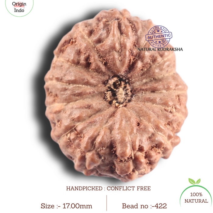 14 mukhi Indonesian Rudraksha -  Bead No.422