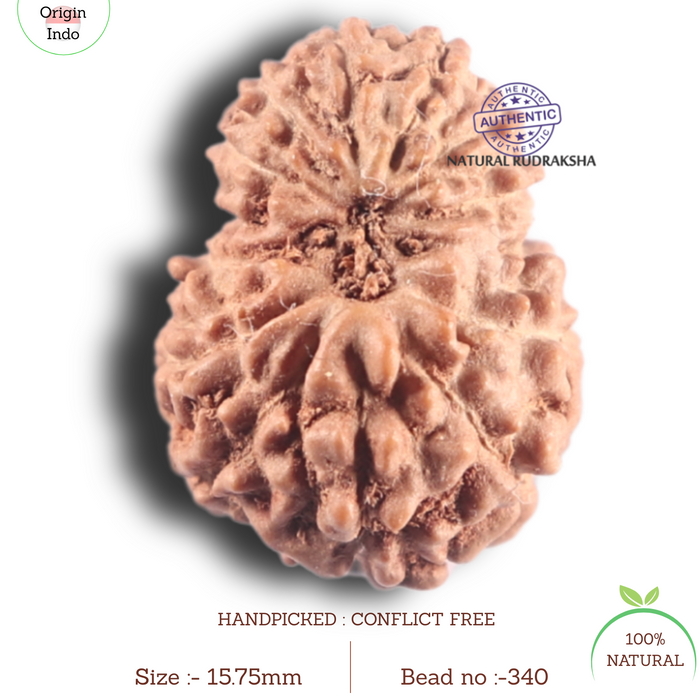 14 mukhi Indonesian Rudraksha -  Bead No. 340