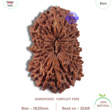 Load image into Gallery viewer, 22 Mukhi Rudraksha from Indonesia AB
