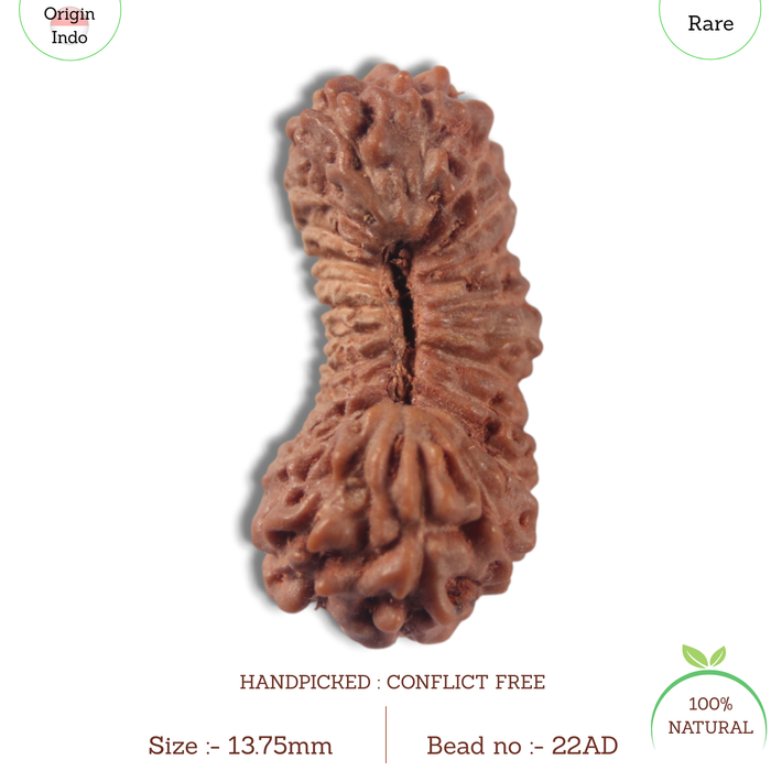 22 Mukhi Rudraksha from Indonesia