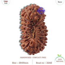 Load image into Gallery viewer, 22 Mukhi Rudraksha from Indonesia
