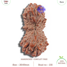 Load image into Gallery viewer, 23 Mukhi Rudraksha from Indonesia Bead No. I
