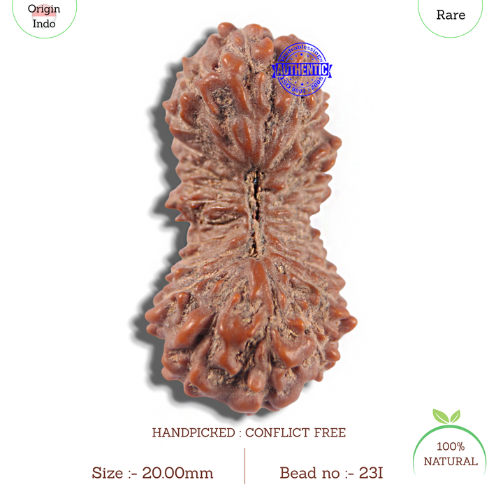 23 Mukhi Rudraksha from Indonesia Bead No. I