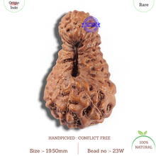 Load image into Gallery viewer, 23 Mukhi Rudraksha from Indonesia Bead No. W
