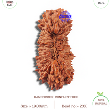 Load image into Gallery viewer, 23 Mukhi Rudraksha from Indonesia Bead No. X
