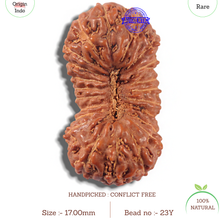 Load image into Gallery viewer, 23 Mukhi Rudraksha from Indonesia Bead No. Y
