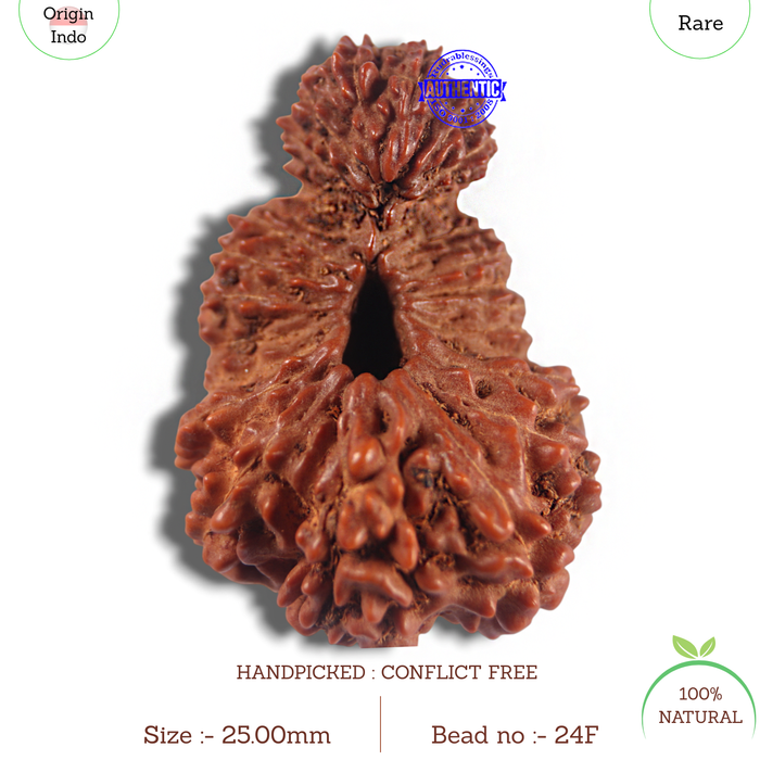 24 Mukhi Rudraksha from Indonesia - Bead No. F