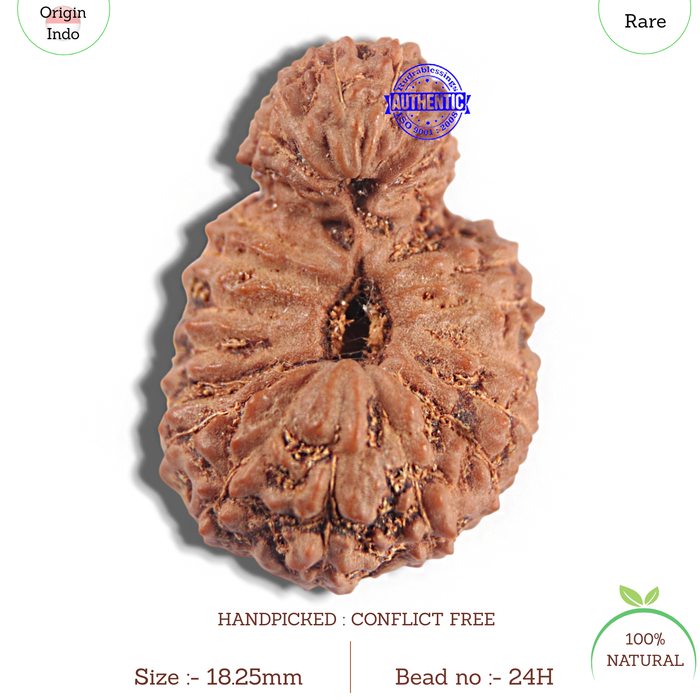 24 Mukhi Rudraksha from Indonesia - Bead No. H