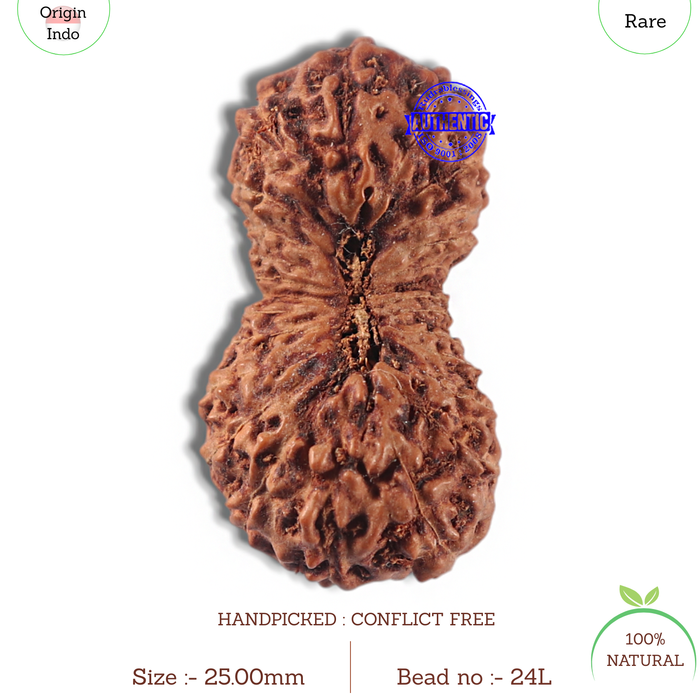 24 Mukhi Rudraksha from Indonesia - Bead No. L