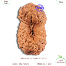 Load image into Gallery viewer, 24 Mukhi Rudraksha from Indonesia - Bead No. P

