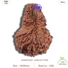 Load image into Gallery viewer, 24 Mukhi Rudraksha from Indonesia - Bead No. Q

