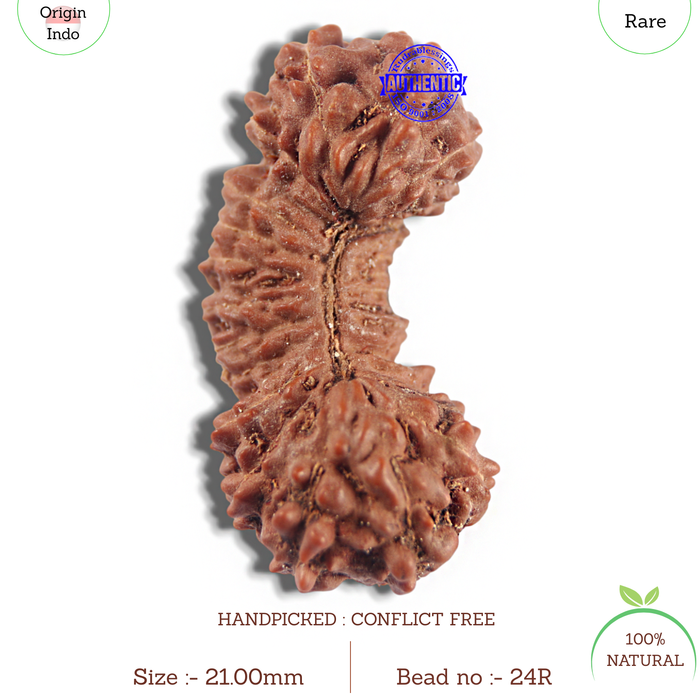 24 Mukhi Rudraksha from Indonesia - Bead No. R