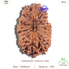 Load image into Gallery viewer, 24 Mukhi Rudraksha from Indonesia - Bead No. T
