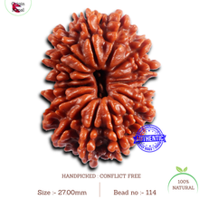 Load image into Gallery viewer, 16 Mukhi Rudraksha from Nepal - Bead No. 114

