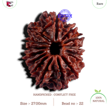 Load image into Gallery viewer, 15 Mukhi Rudraksha from Nepal - Bead No. 22
