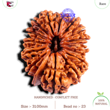 Load image into Gallery viewer, 15 Mukhi Ganesha Rudraksha from Nepal - Bead No. 23
